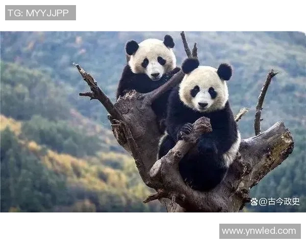 足球明星与熊猫的奇妙缘分探索与文化交流的桥梁